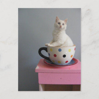 Carte Postale joli chaton en pot plante