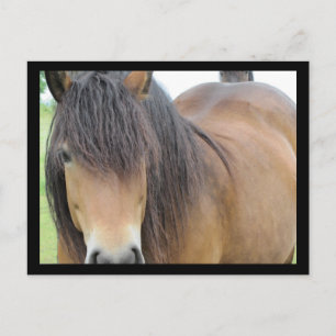 Carte Postale Joli cheval