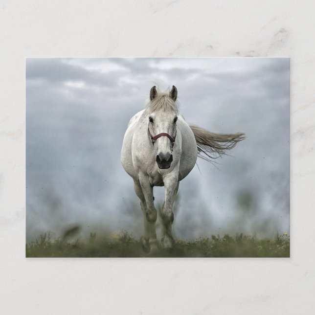 Carte Postale Joli Cheval Blanc Nuage Photo (Devant)