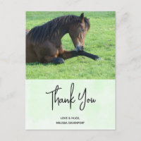 Joli Cheval Brown allongé dans le Merci d'herbe
