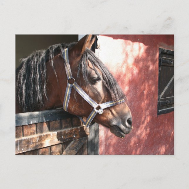 Carte Postale Joli Cheval de Baie dans un soleil stable (Devant)