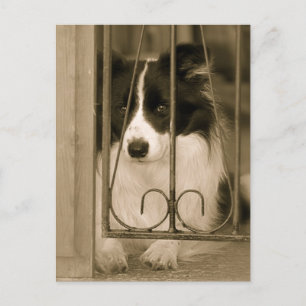 Carte Postale Joli chien Border Collie