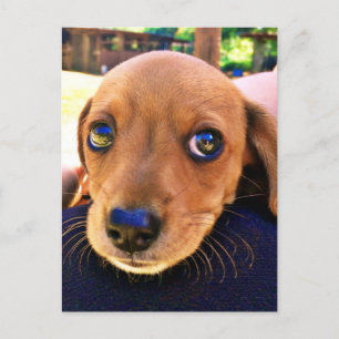 Carte Postale Joli chien chiot Brown Dachshund