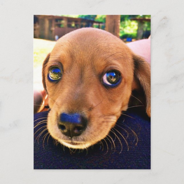 Carte Postale Joli chien chiot Brown Dachshund (Devant)