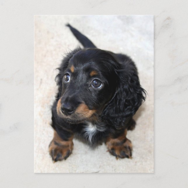 Carte Postale Joli Chien chiot noir Dachshund (Devant)