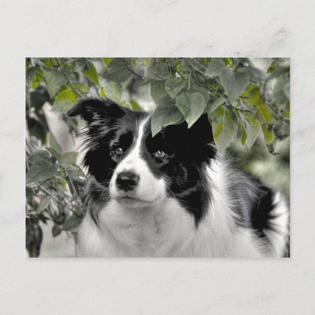 Carte Postale Joli chien dans le bois vert feuillus (Devant)