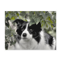 Joli chien dans un sous-bois feuillu