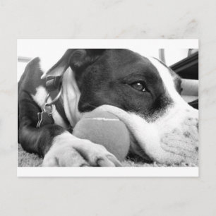 Carte Postale joli chien pitbull au look triste noir et blanc av