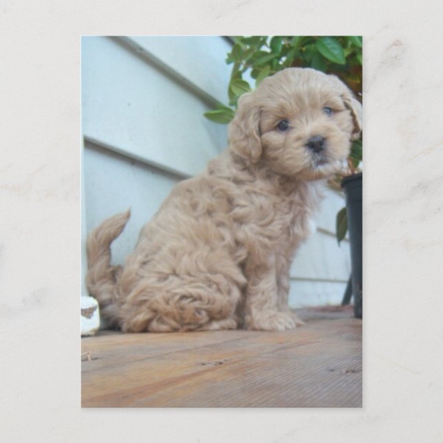 Carte Postale Joli chiot (Devant)
