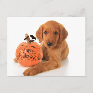 Carte Postale Joli Chiot Halloween Avec Un Citrouille