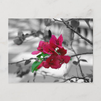 Carte Postale Joli en rose