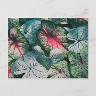 Carte Postale Joli feuille