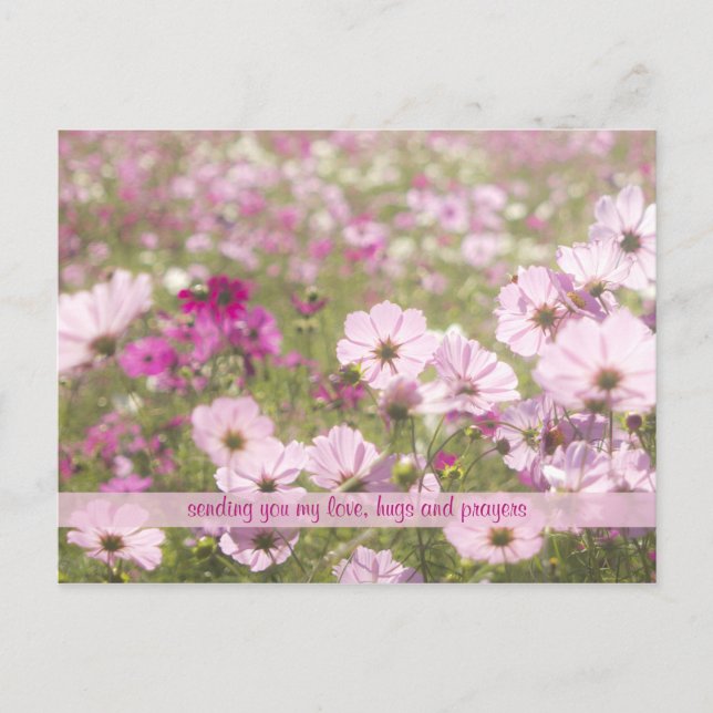 Carte Postale Joli Fuchsia Cosmos rose Fleur Champ soleil (Devant)