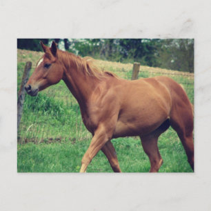 Carte Postale Joli garçon, Scotch