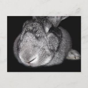 Carte Postale Joli Géant Flamand Un Lapin T'Aime !