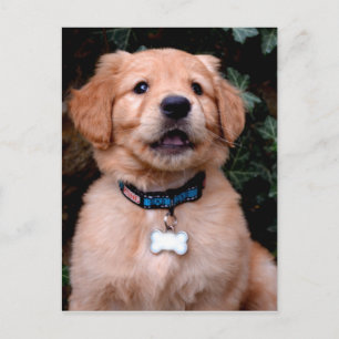 Carte Postale Joli Golden Retriever Puppy