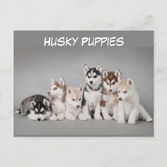 Carte Postale Joli groupe de marionnettes Husky (Devant)