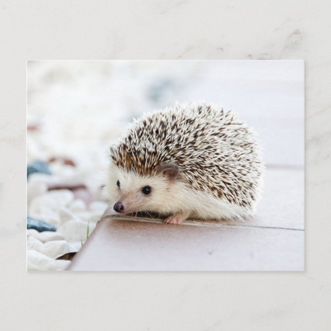 Carte Postale Joli hérisson (Devant)