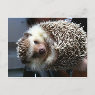Carte Postale Joli hérisson