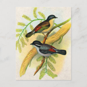 Carte Postale joli imprimé d'oiseaux