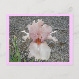 Carte Postale Joli Iris Rose