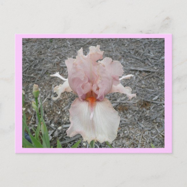 Carte Postale Joli Iris Rose (Devant)