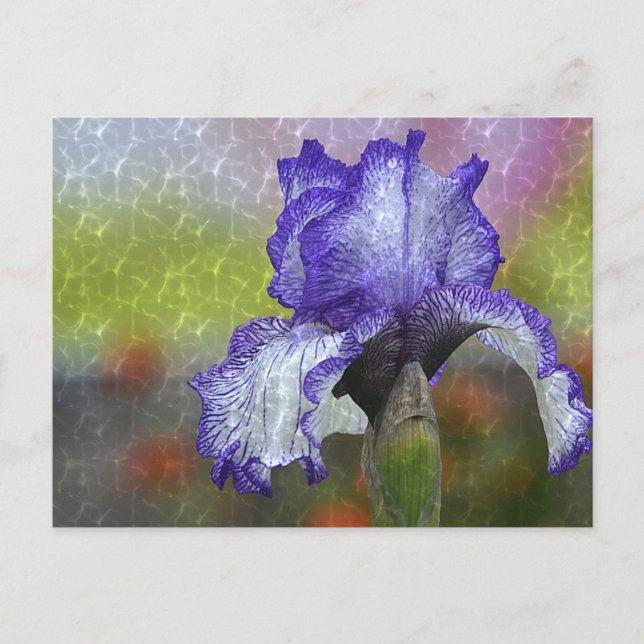 Carte Postale Joli Iris Violet (Devant)