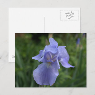 Carte Postale Joli Jardin d'Iris