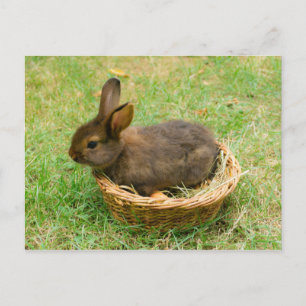 Carte Postale Joli lapin