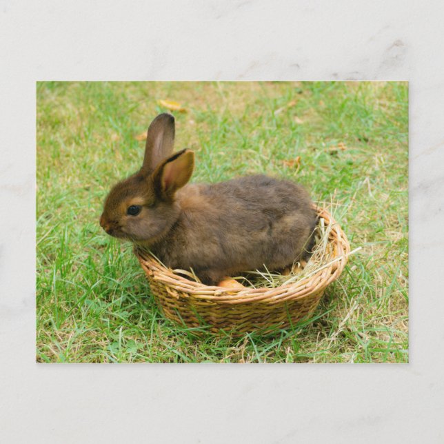 Carte Postale Joli lapin (Devant)
