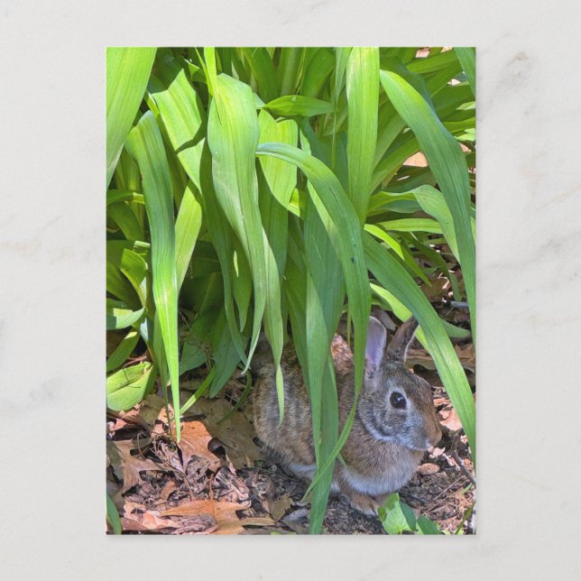 Carte Postale Joli lapin de coton assis sous la Lily de Tiger (Devant)