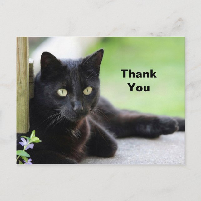 Carte Postale Joli Merci photo de chat noir (Devant)