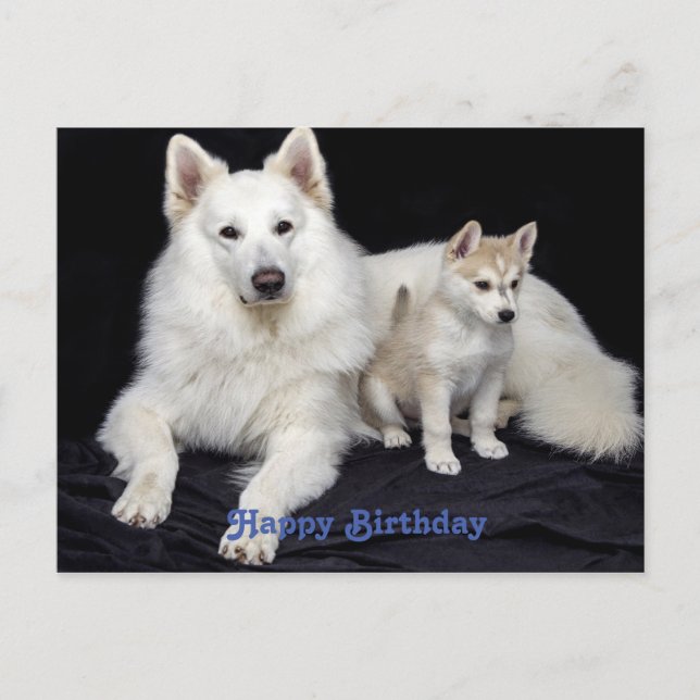 Carte Postale Joli message d'anniversaire Chiens (Devant)