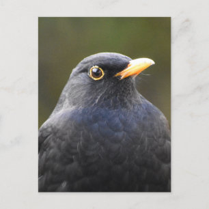 Carte Postale Joli oiseau noir