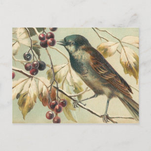 Carte Postale Joli oiseau Vintage