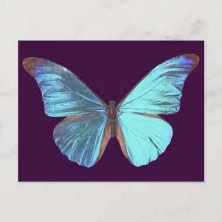 Carte Postale Joli Papillon bleu Iridescente