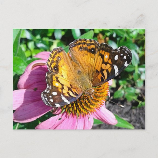 Carte Postale Joli papillon Monarque (Devant)