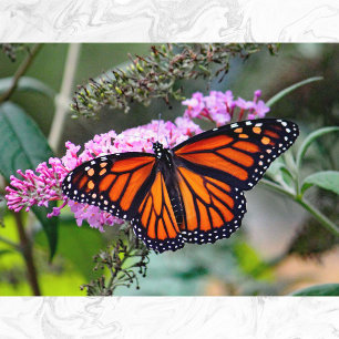 Carte Postale Joli papillon Monarque Photo