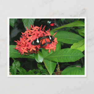Carte Postale Joli papillon rouge