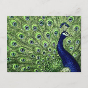 Carte Postale Joli Peacock