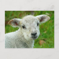 Joli petit agneau blanc