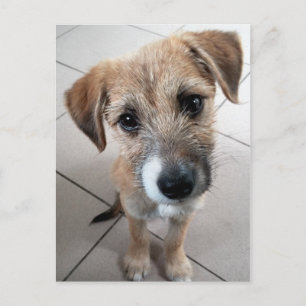 Carte Postale Joli petit chien triste