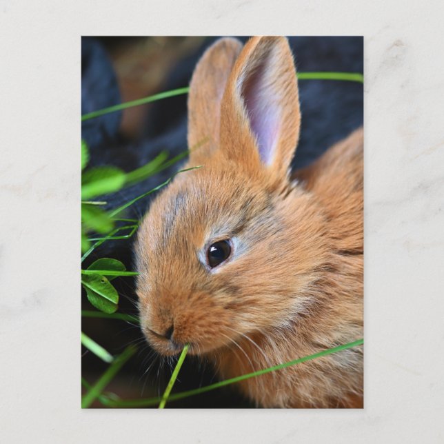 Carte Postale Joli Petit Lapin Doré (Devant)
