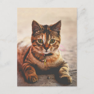 Carte Postale Joli Petit Tabby Chat Kitten Kitty Animal de compa
