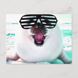 Carte Postale Joli phoque