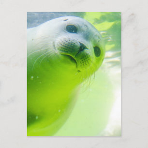 Carte Postale Joli Phoque Amical Sous L'Eau