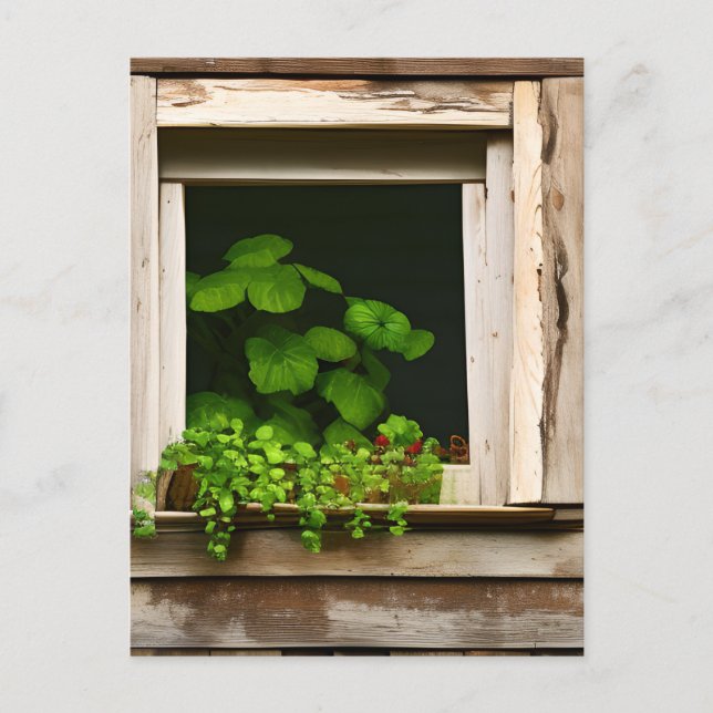 Carte Postale Joli Plantes dans fenêtre rustique avec bois Patin (Devant)