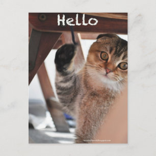 Carte Postale Joli plat écossais nouilles chat dire bonjour cart