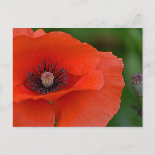 Carte Postale Joli Poppy