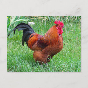 Carte Postale Joli profil de poulet rouge Photo